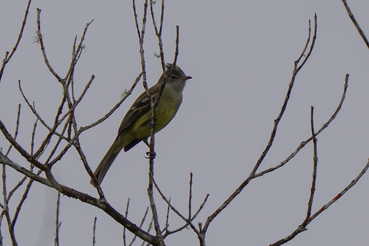 Желтобрюхая эления - ML646813748