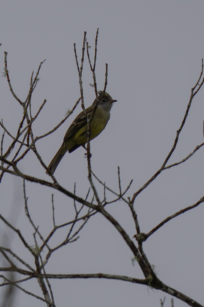 Желтобрюхая эления - ML646813749