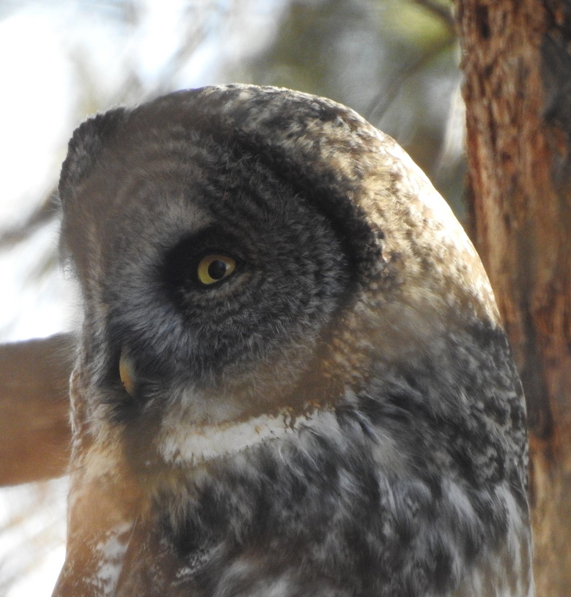 Urubi laponiarra - ML646813750