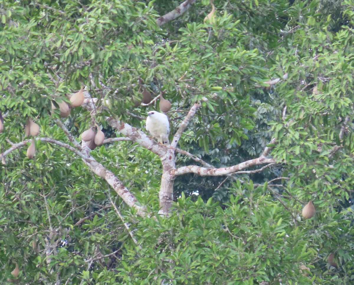 White Hawk - ML646813752