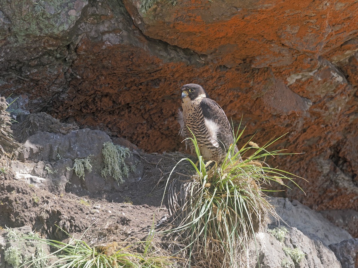 Peregrine Falcon (South American) - ML646813753