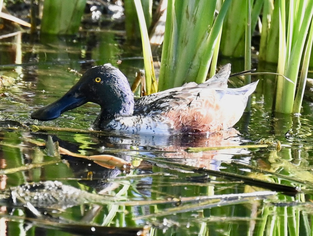 Northern Shoveler - ML646813756