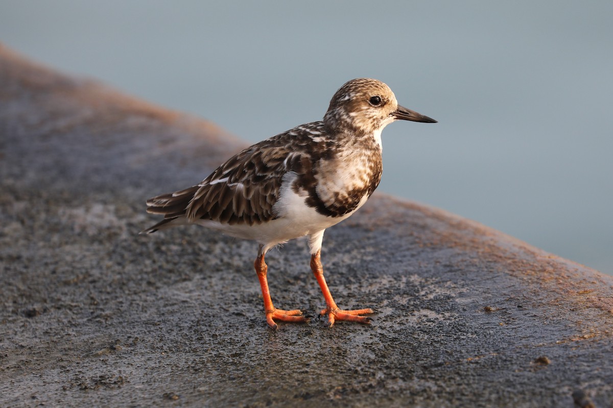 Ruddy Turnstone - ML646813757