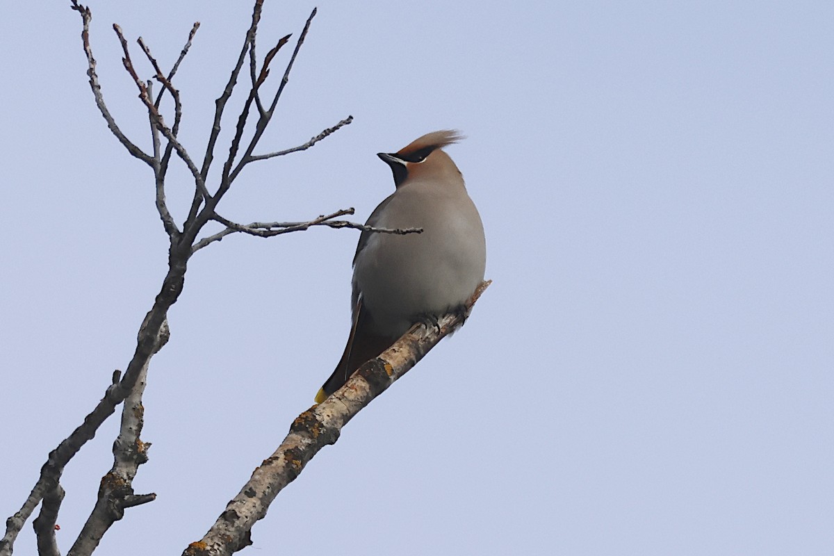 Buztanori boreala - ML646813763