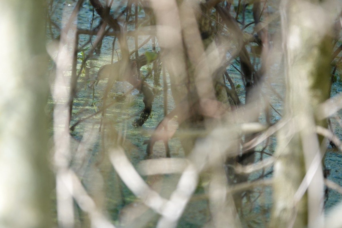 Wren-like Rushbird - ML646813764