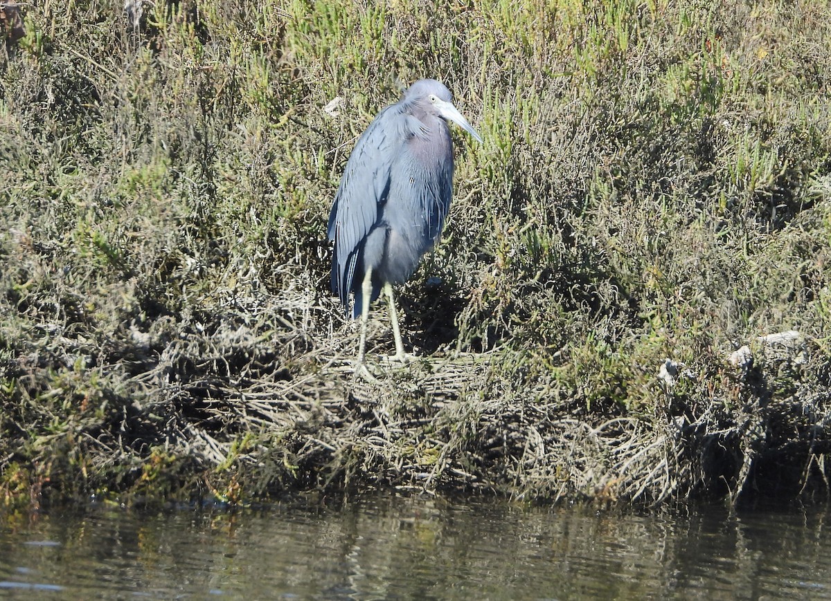 Little Blue Heron - ML646813765