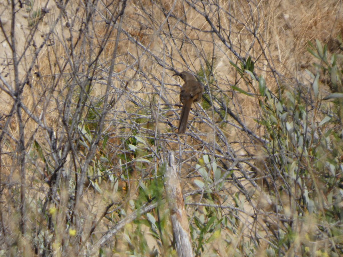California Thrasher - ML646813770