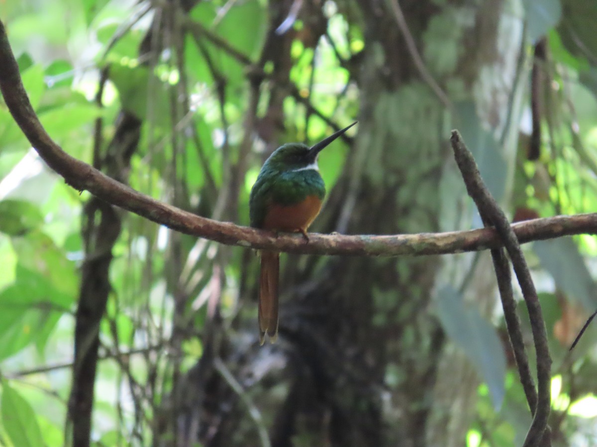 Rufous-tailed Jacamar - ML646813772