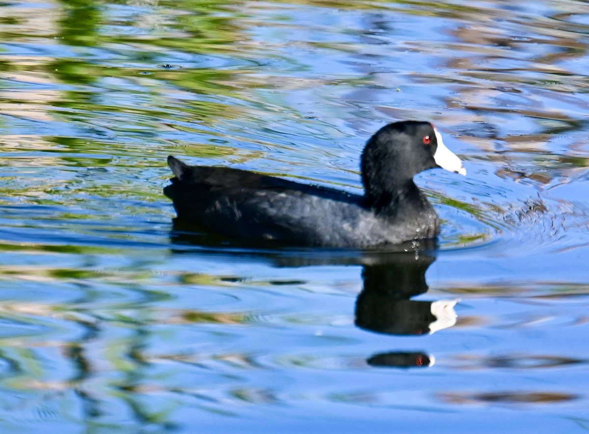 American Coot - ML646813775