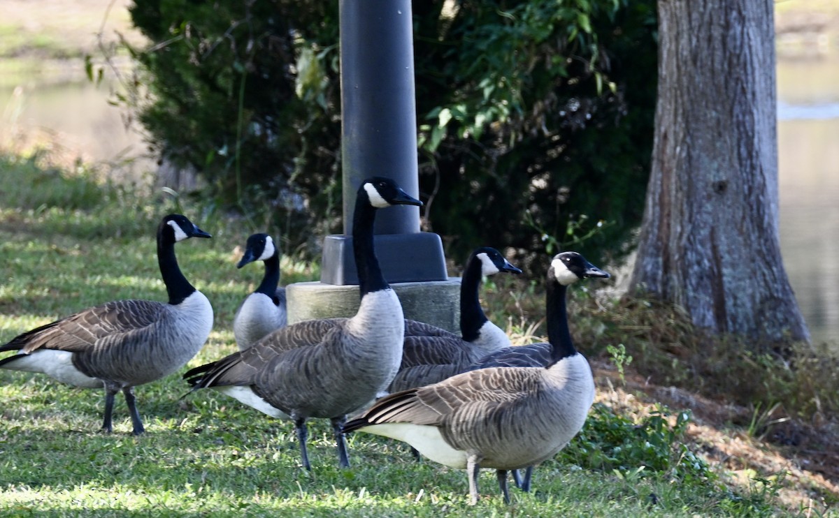 Казарка канадська - ML646813776