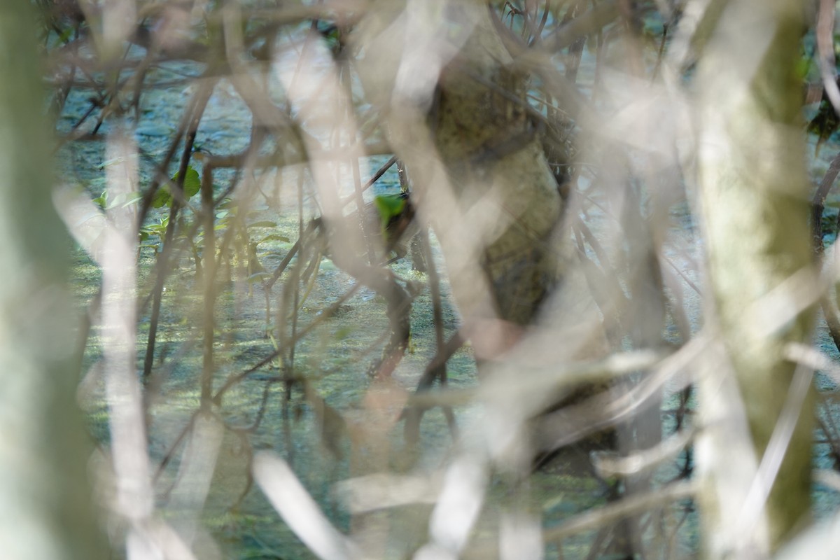 Wren-like Rushbird - ML646813777