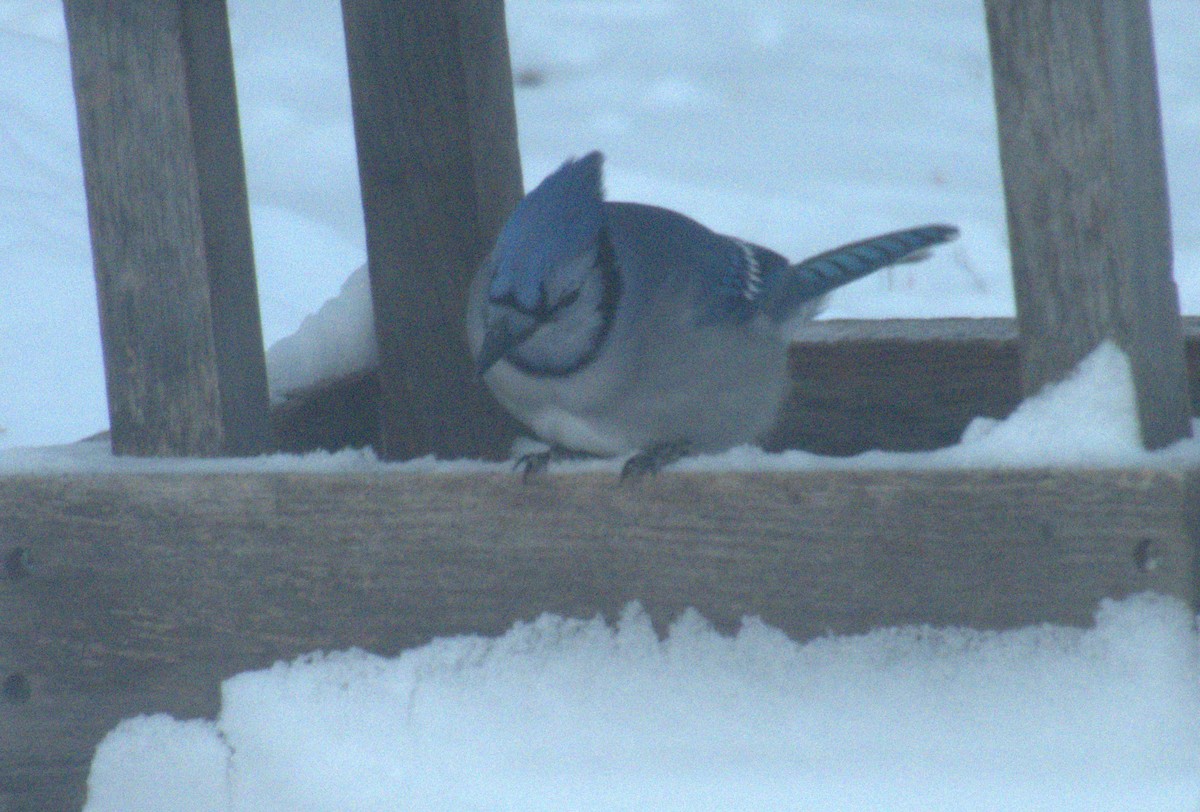 Blue Jay - ML646813778