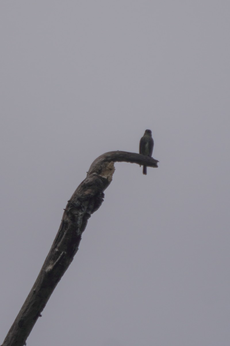 Olive-sided Flycatcher - ML646813780