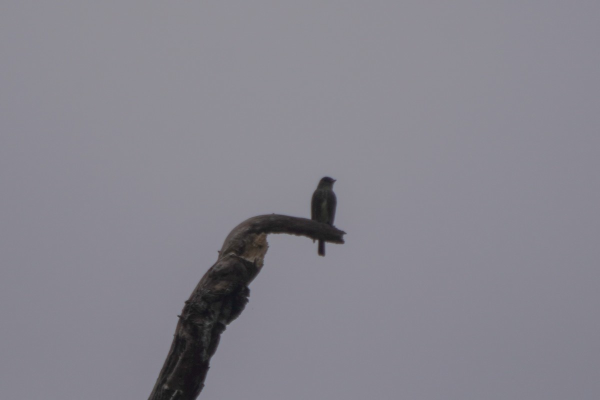 Olive-sided Flycatcher - ML646813781