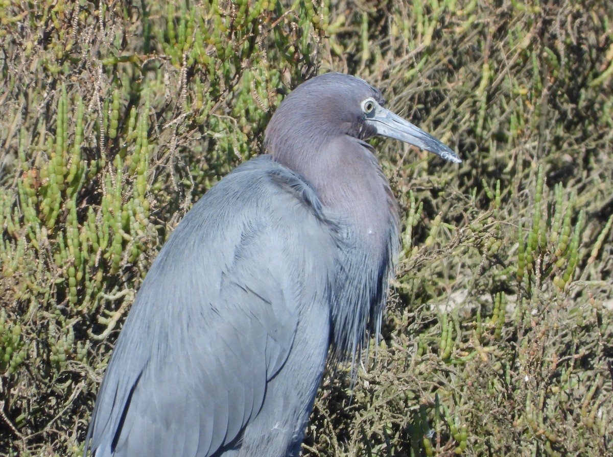 Little Blue Heron - ML646813783