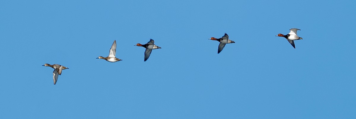 Amerika Elmabaşı - ML646813784