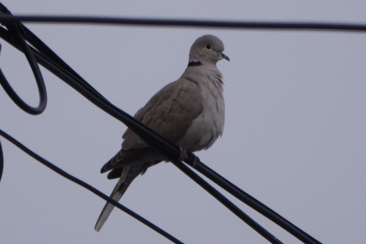 תור צווארון - ML646813785