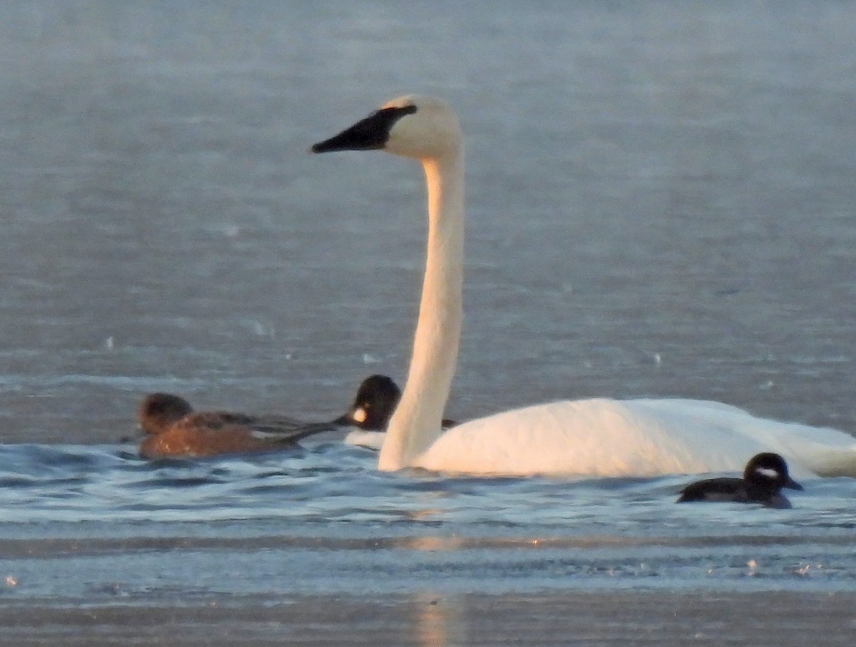 ナキハクチョウ - ML646813786