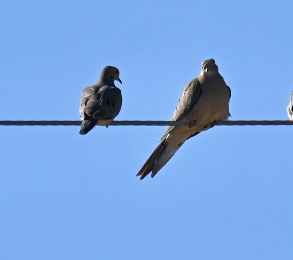 Mourning Dove - ML646813787