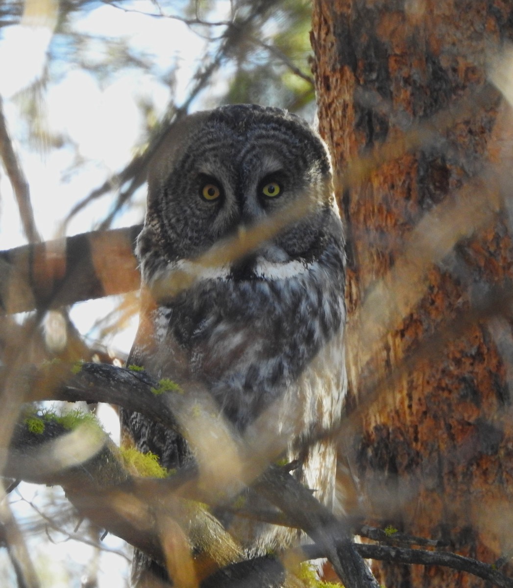 Urubi laponiarra - ML646813788