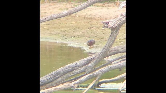 Green Heron - ML646813790
