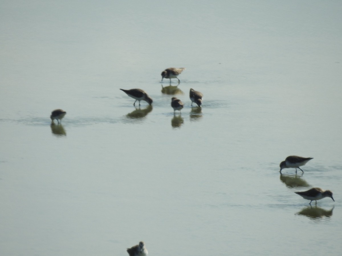 Western/Semipalmated Sandpiper - ML646813791
