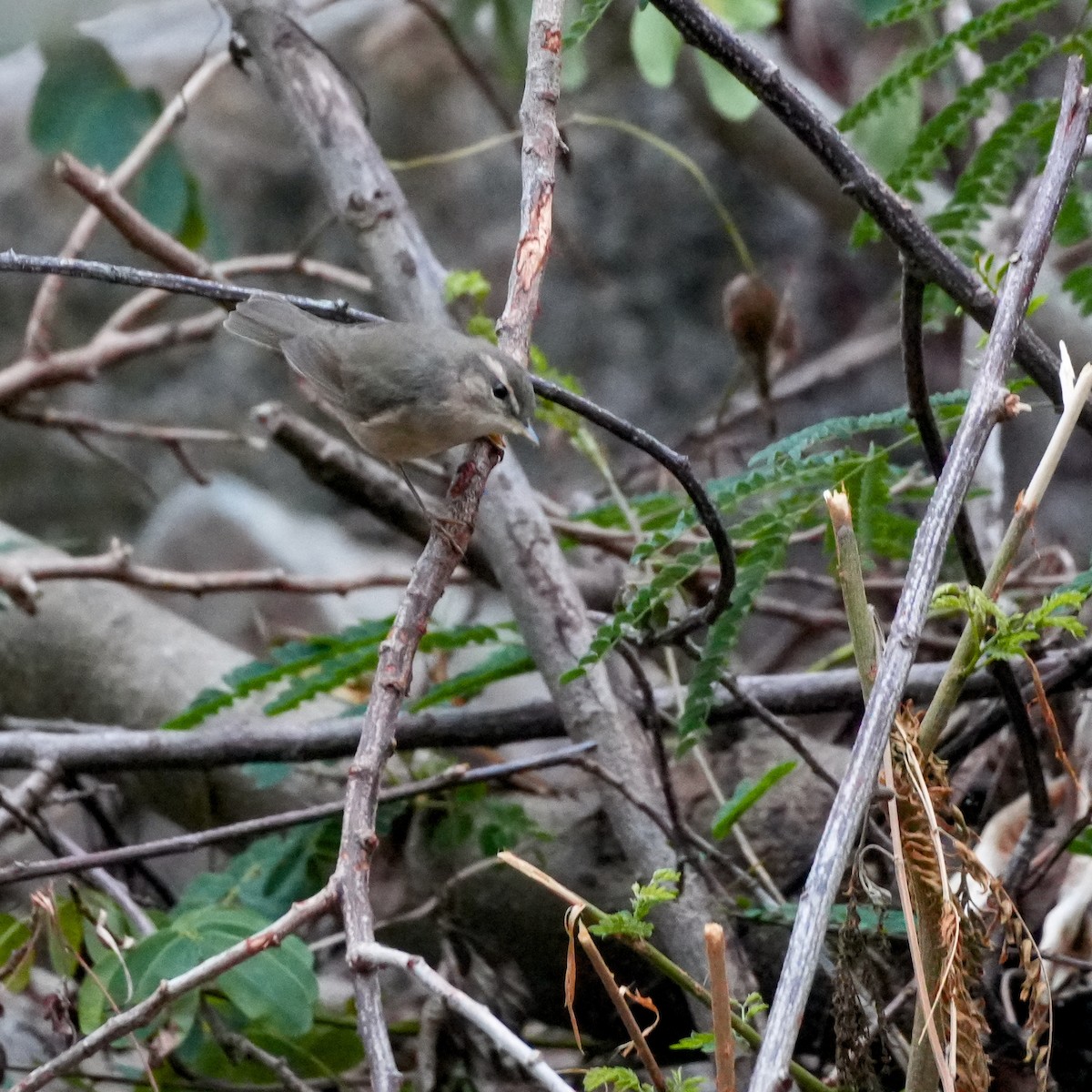 Dusky Warbler - ML646813793