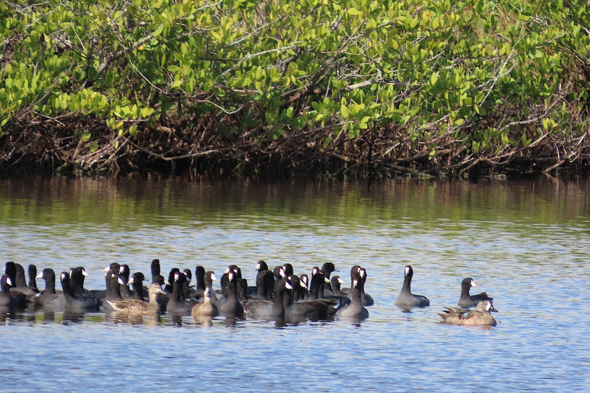 American Coot - ML646813794