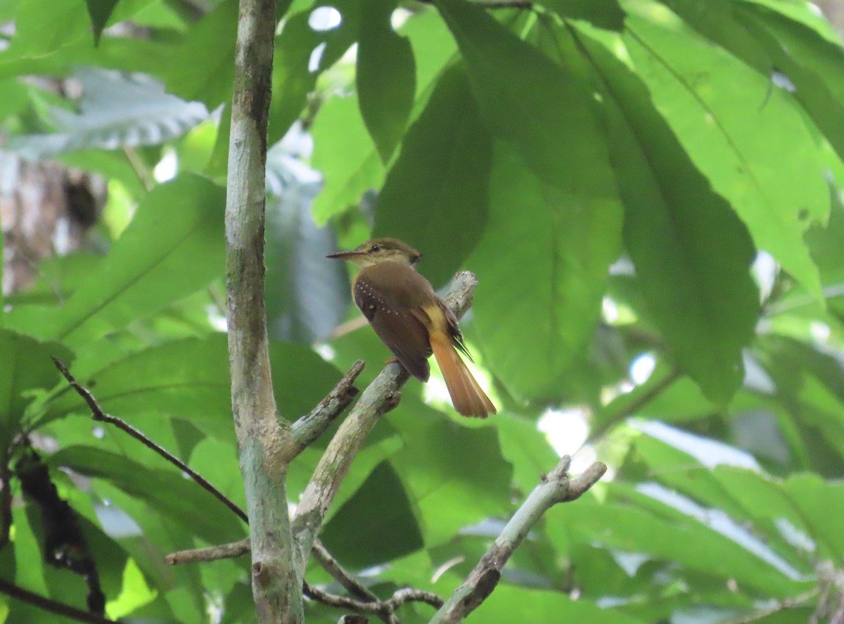 Tropical Royal Flycatcher - ML646813795