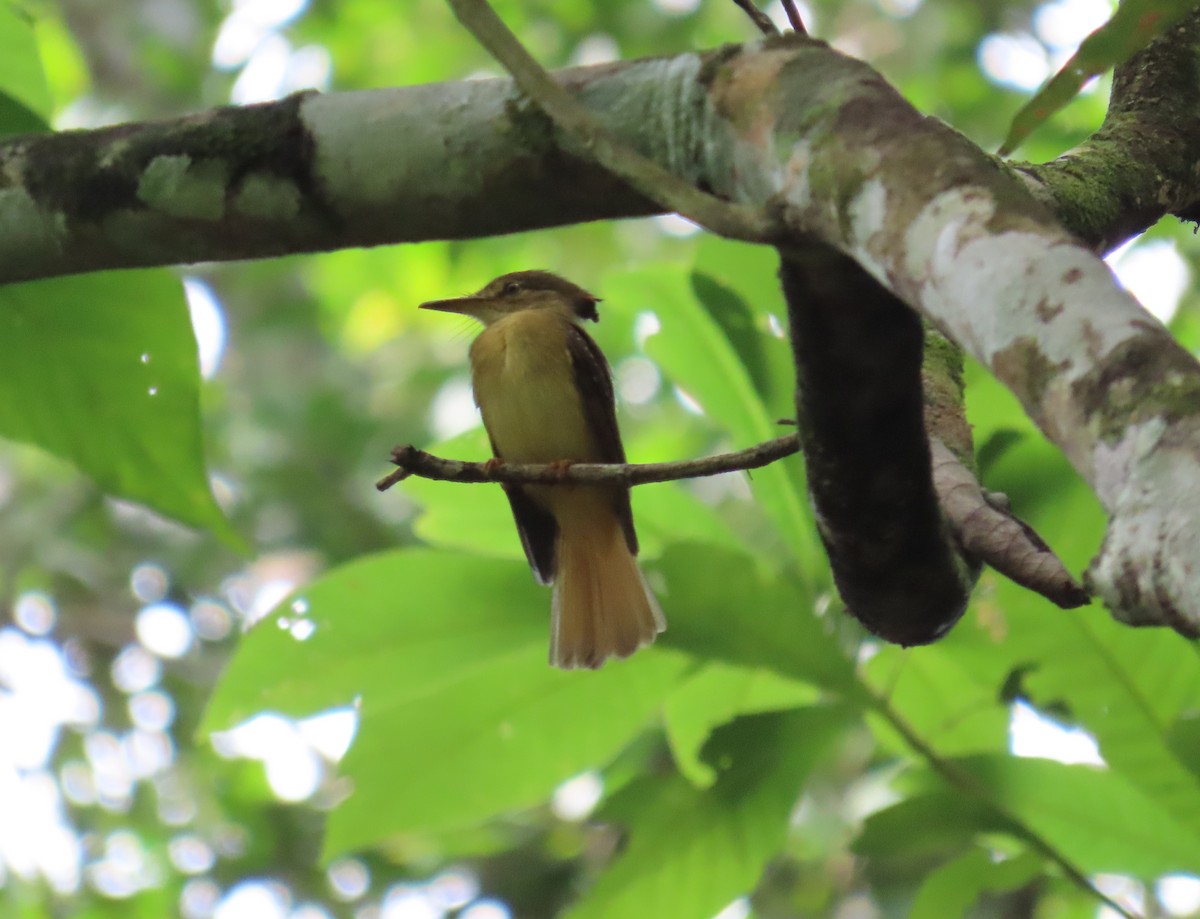 Tropical Royal Flycatcher - ML646813796