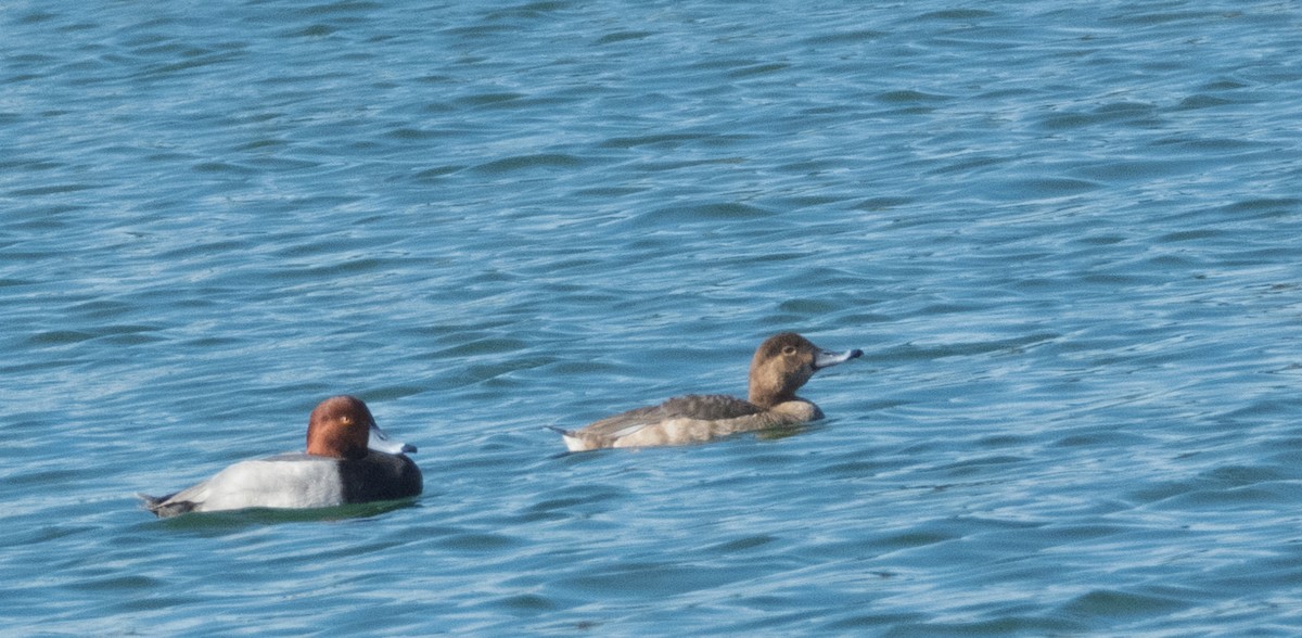 Попелюх американський - ML646813798