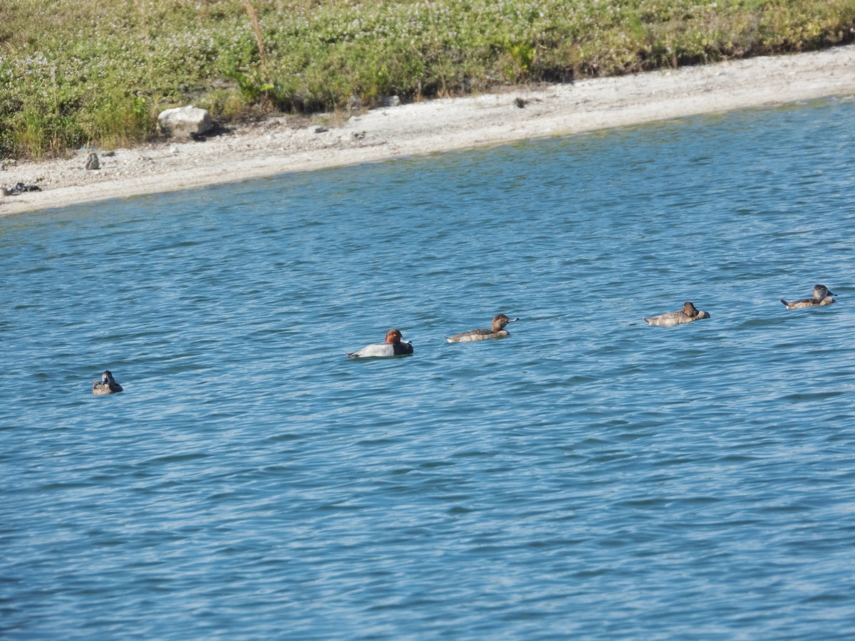 Попелюх американський - ML646813800