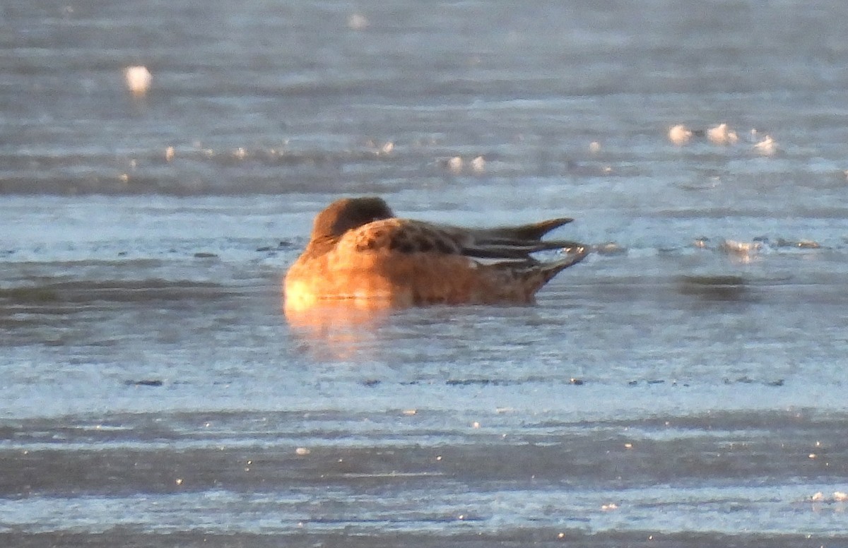 Ahate txistulari amerikarra - ML646813801