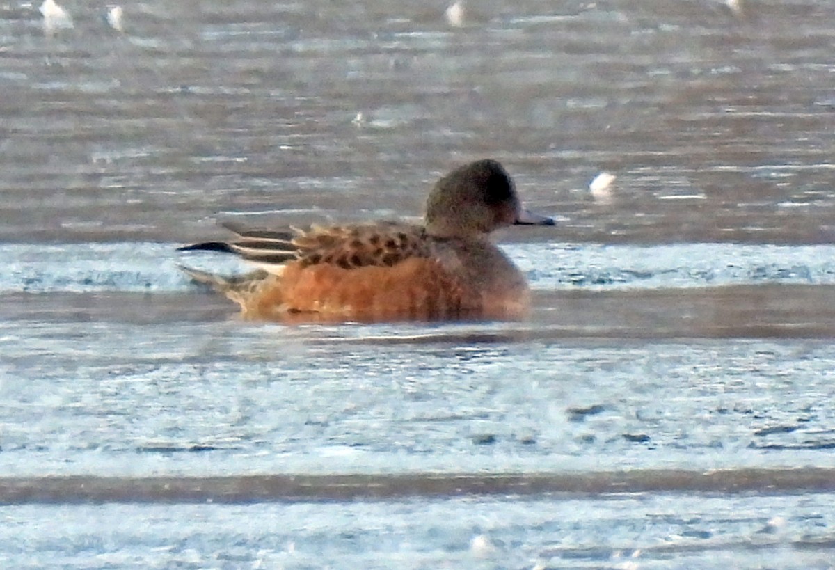 Ahate txistulari amerikarra - ML646813802