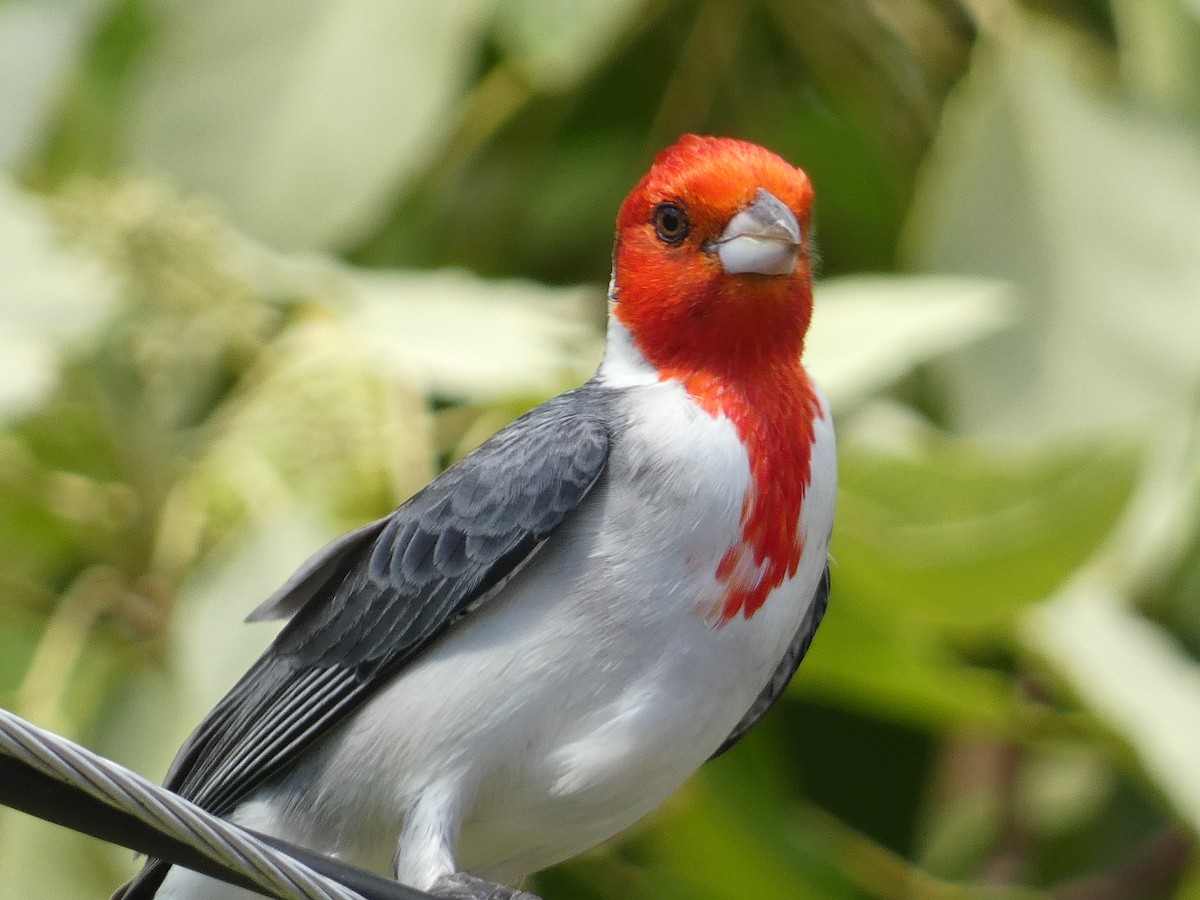 Red-crested Cardinal - ML646813803