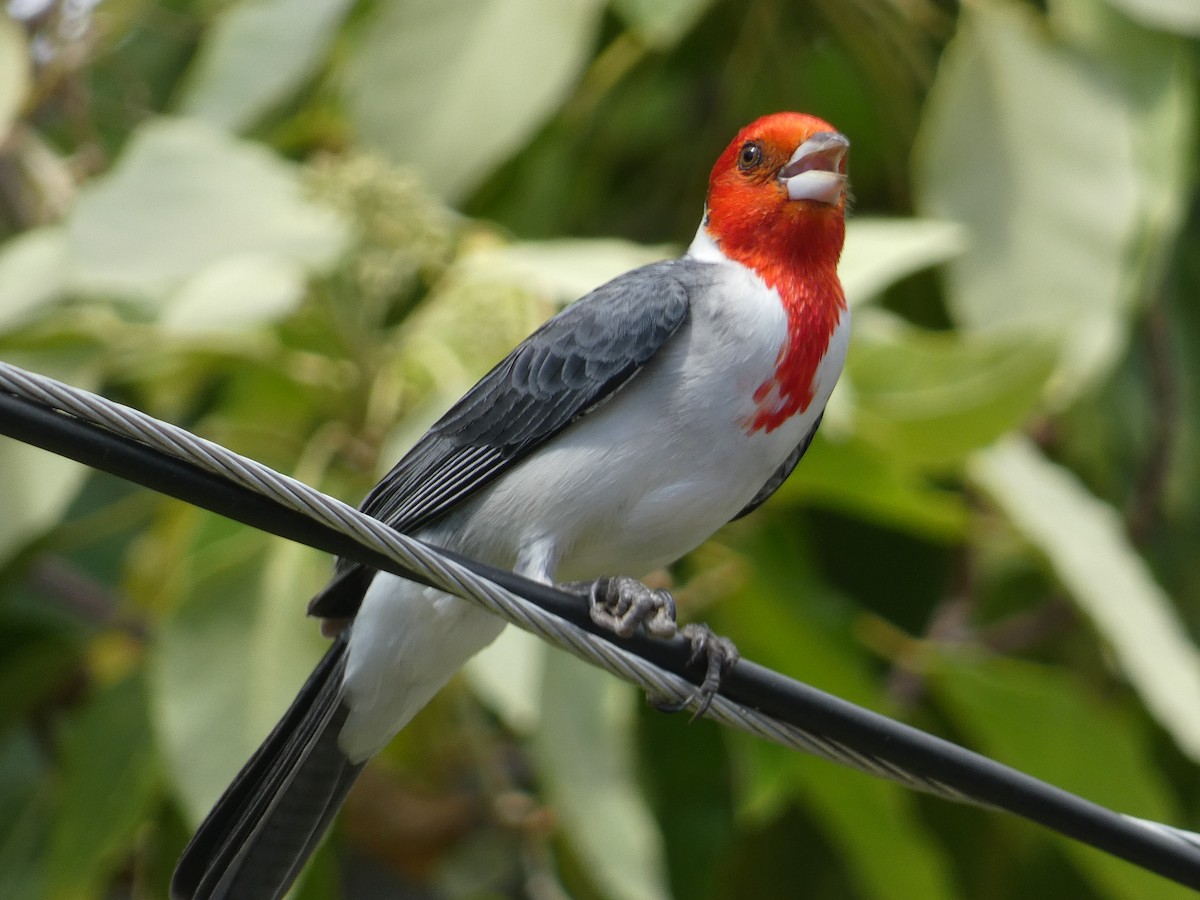 Red-crested Cardinal - ML646813804