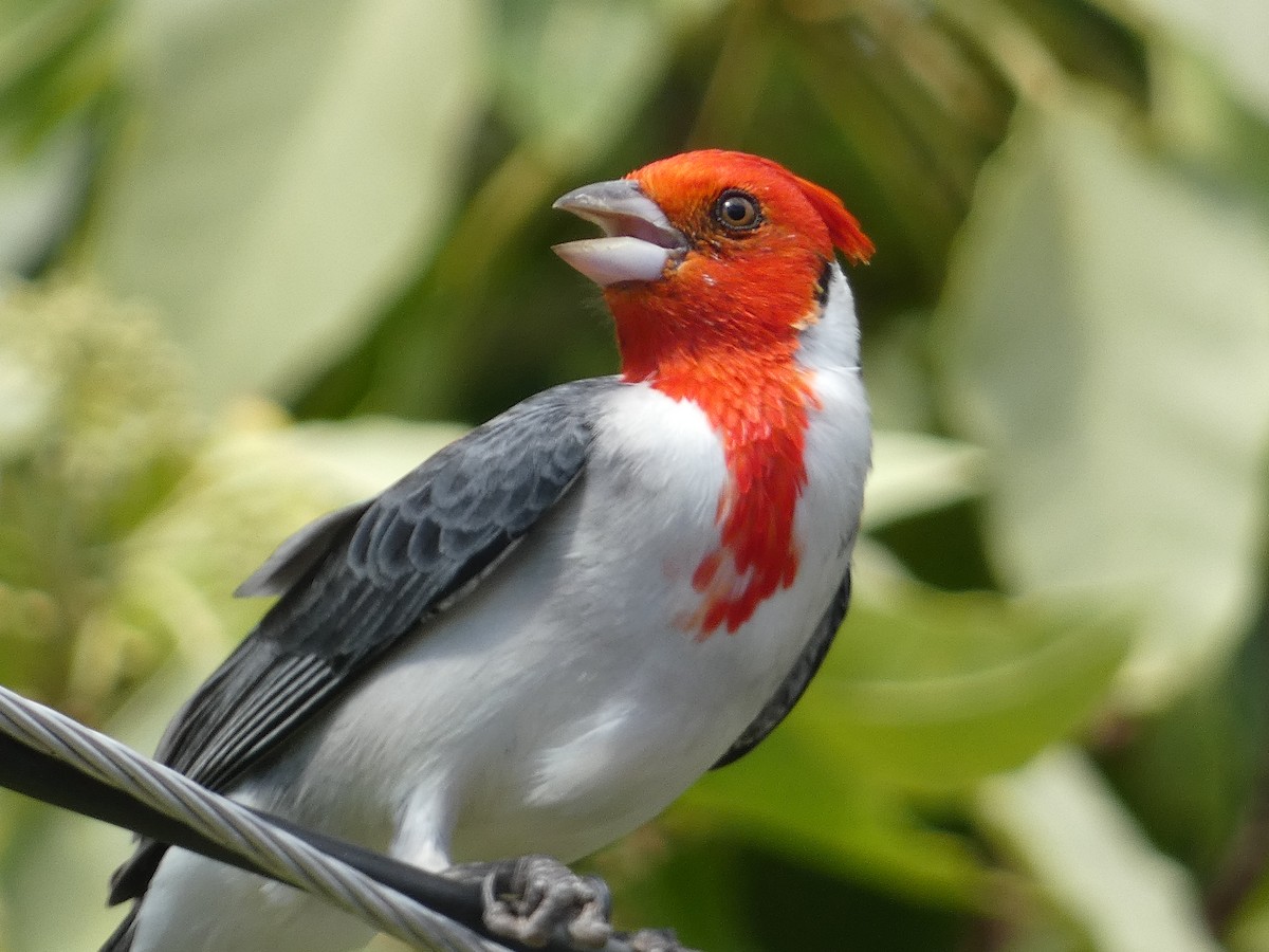 Red-crested Cardinal - ML646813805