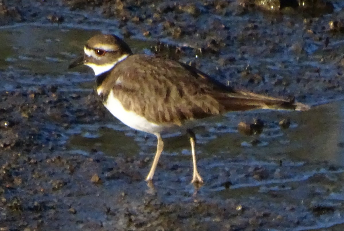 kulík rezavoocasý - ML646813806