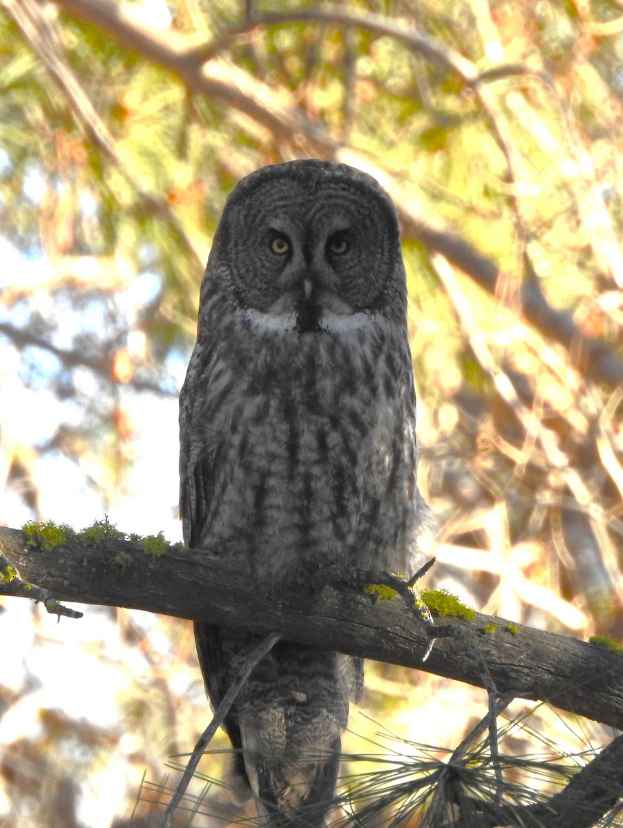 Urubi laponiarra - ML646813807