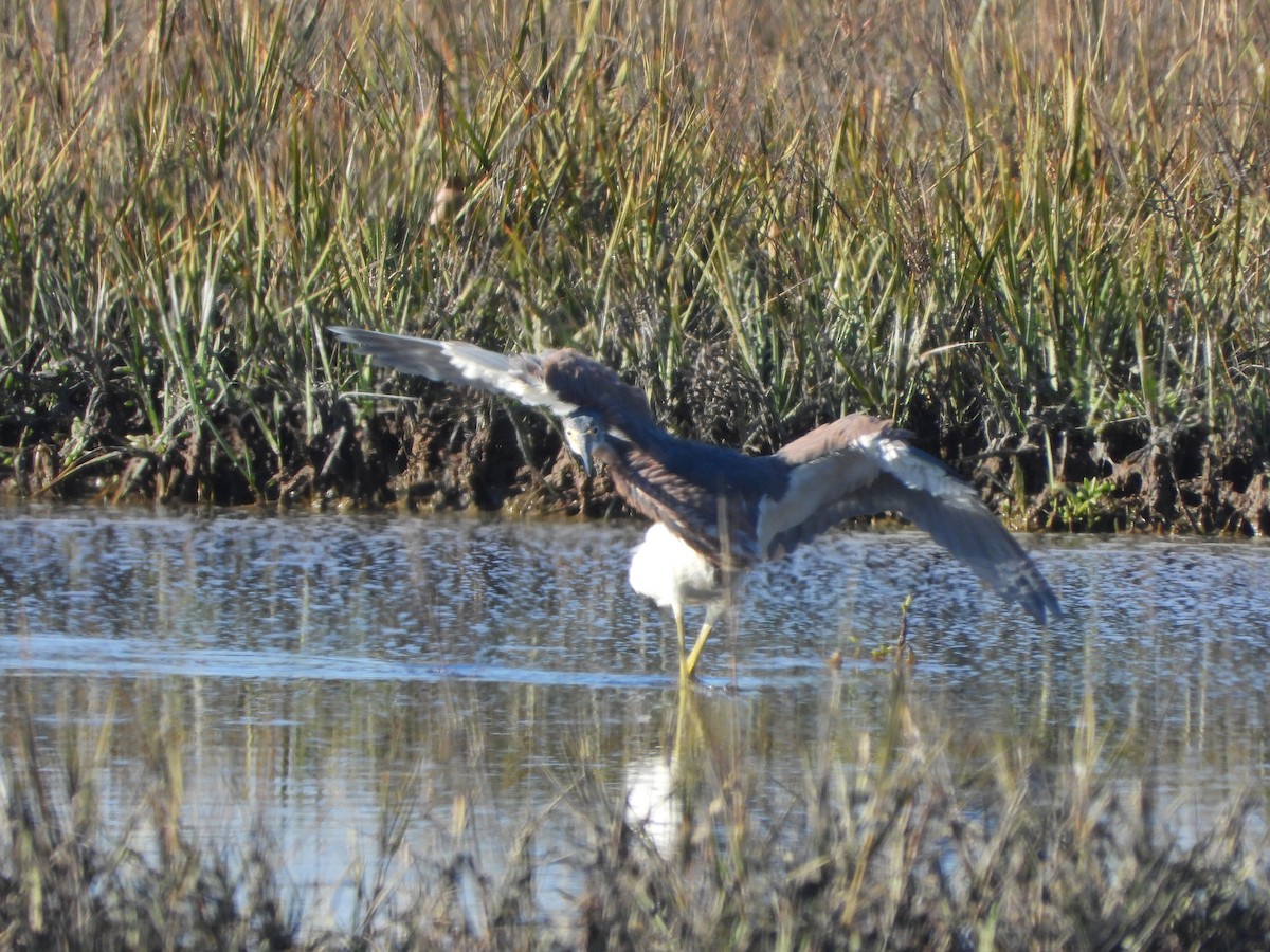 Tricolored Heron - ML646813808