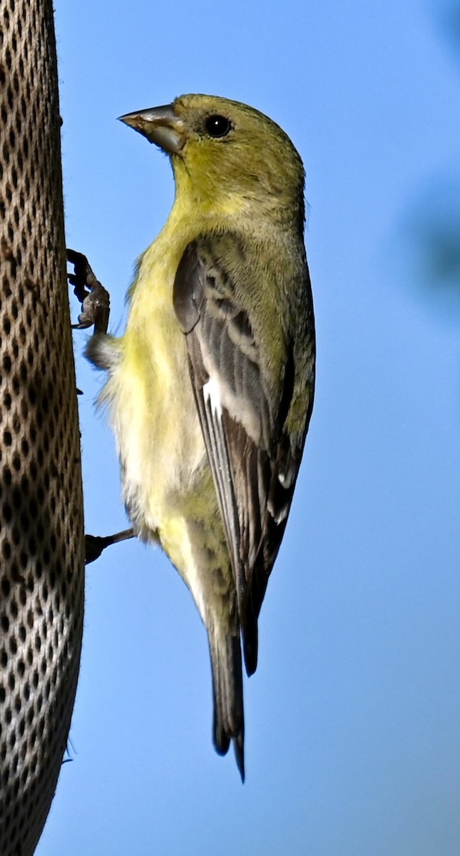 Lesser Goldfinch - ML646813809