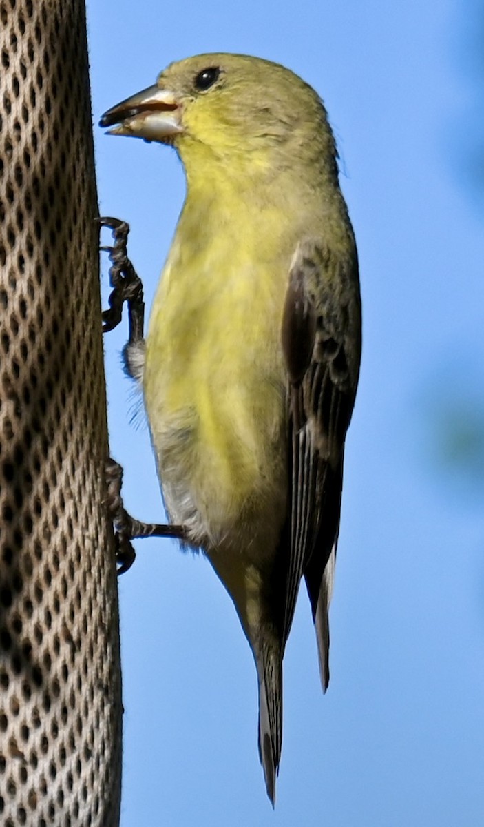 Lesser Goldfinch - ML646813811