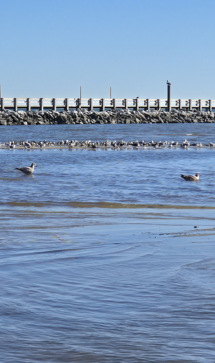 Kanadamöwe - ML646813812