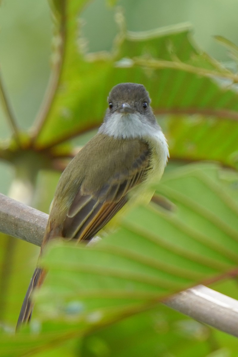 Dusky-capped Flycatcher - ML646813817