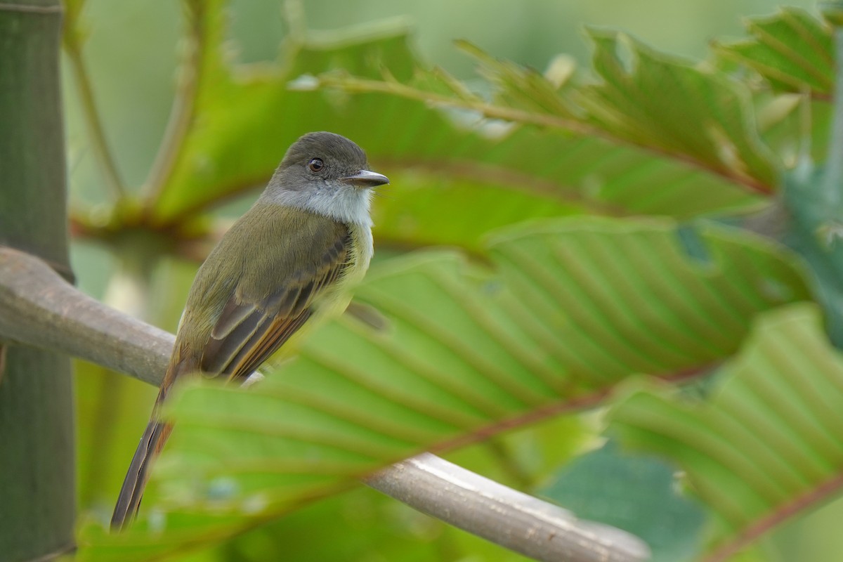 Dusky-capped Flycatcher - ML646813818