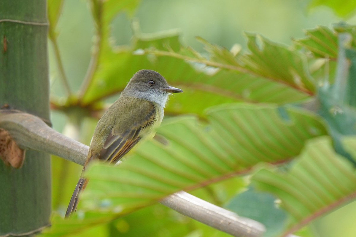 Dusky-capped Flycatcher - ML646813819