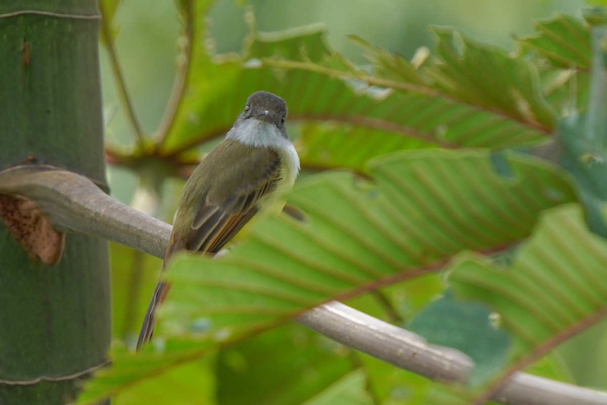 Dusky-capped Flycatcher - ML646813820