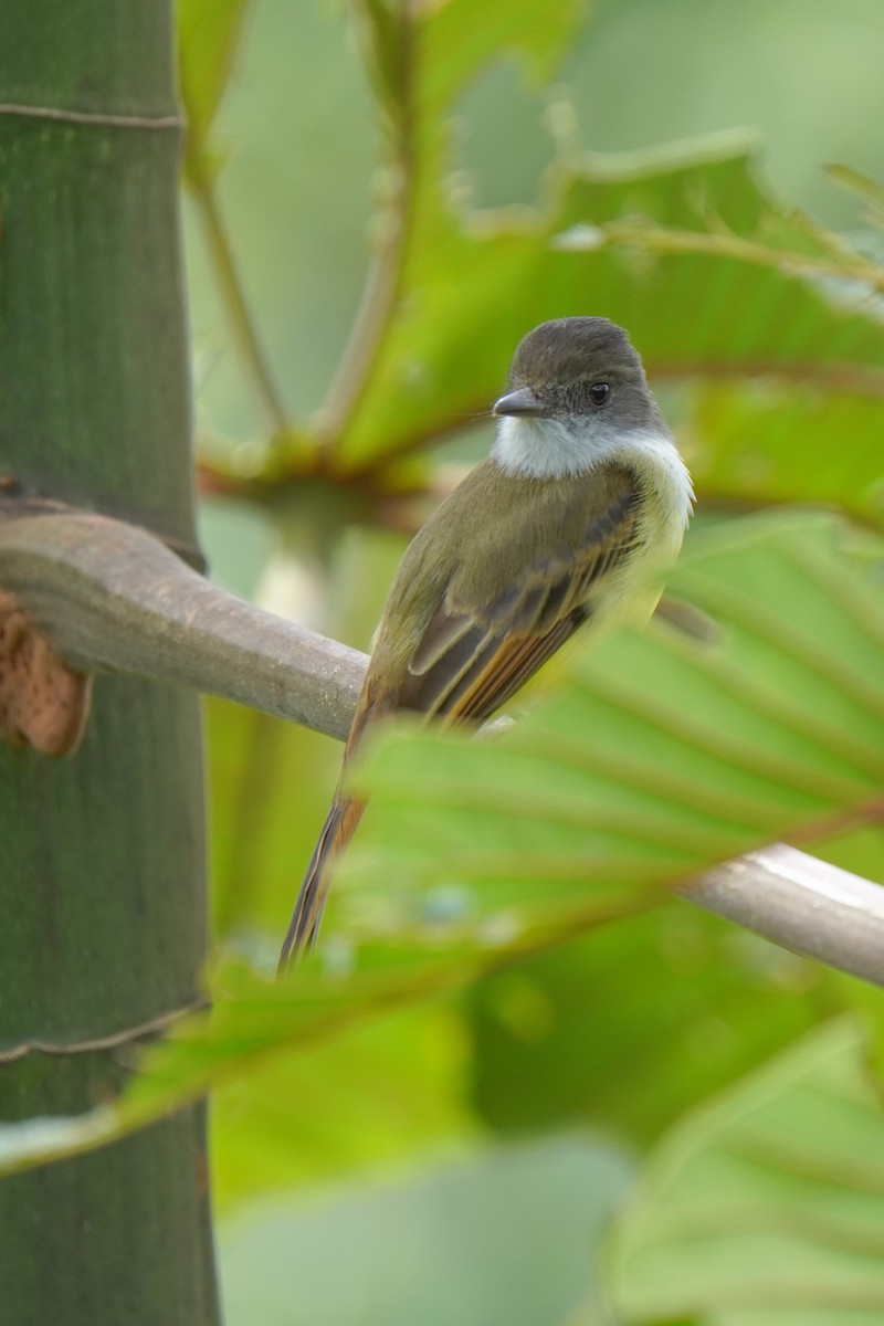 Dusky-capped Flycatcher - ML646813821