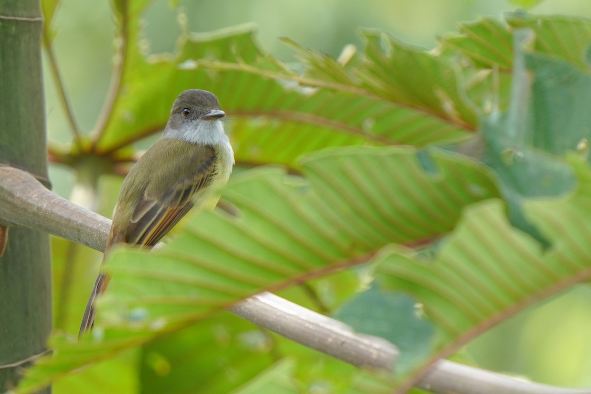 Dusky-capped Flycatcher - ML646813822