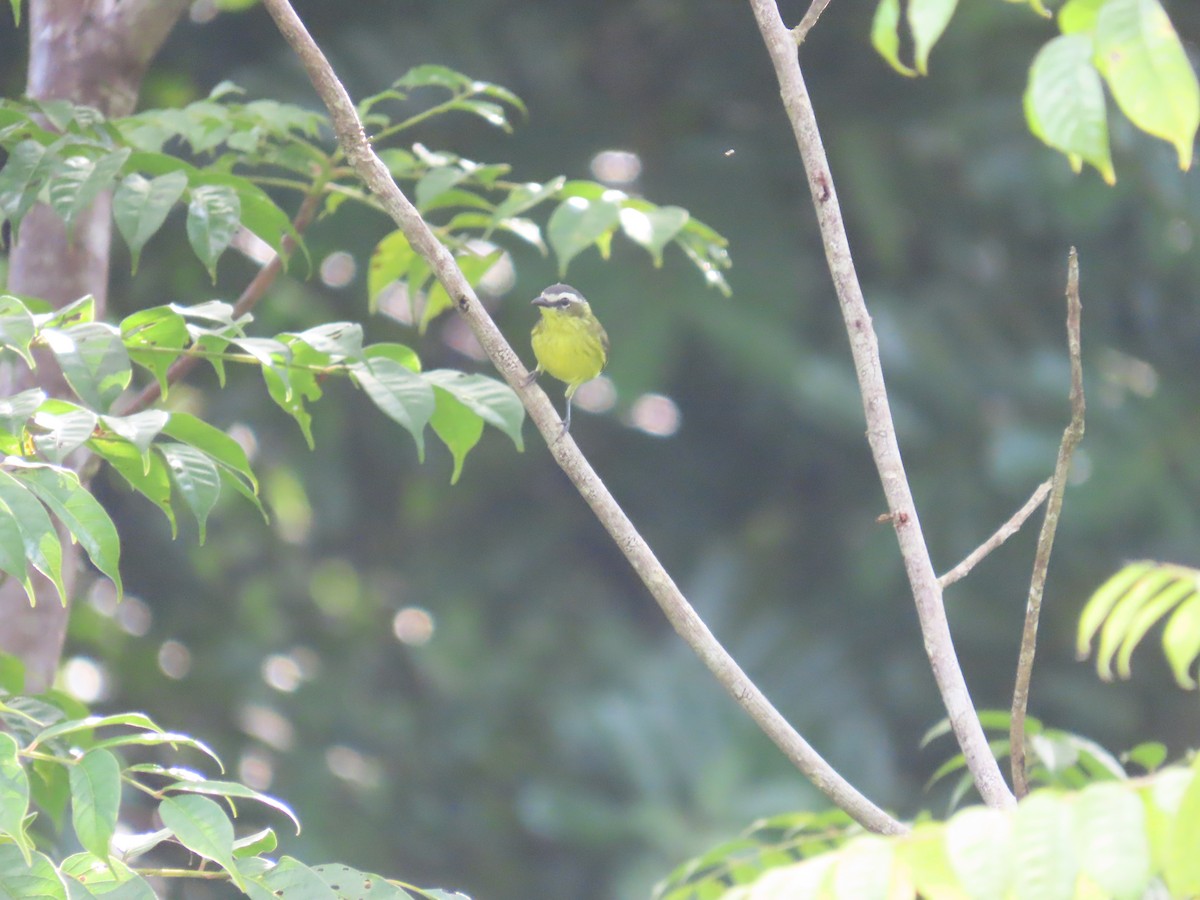 Yellow-bellied Tyrannulet - ML646813823